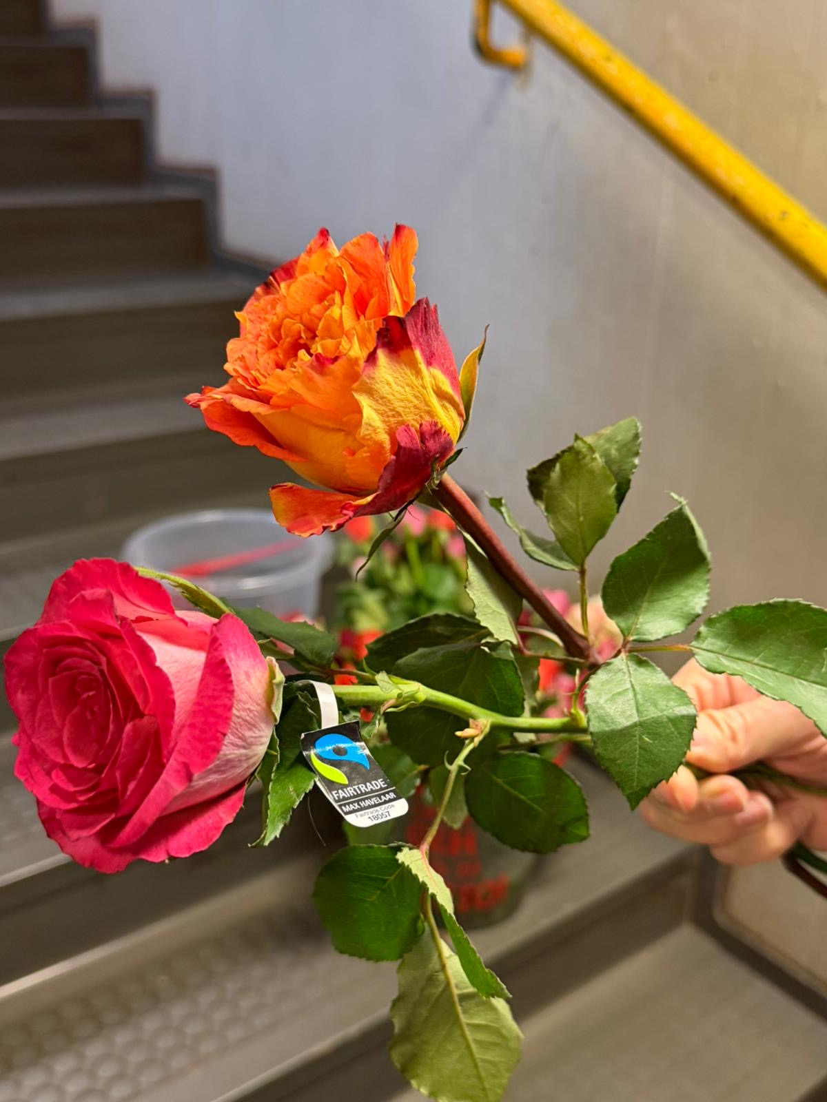 Faitrade-Rosen für die Liebsten