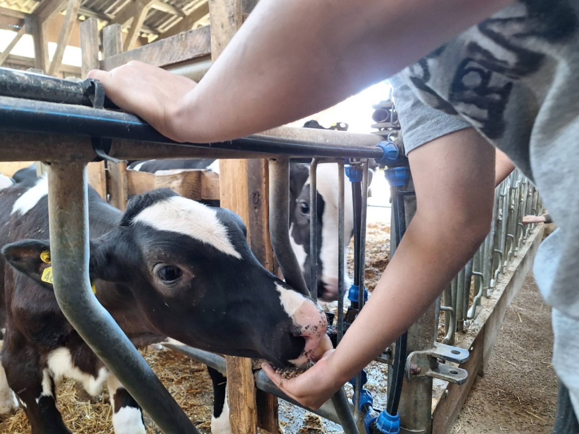 Landwirtschaft hautnah erleben – Besuch auf dem Feilbacher Hof